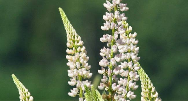 Farine de lupin sans gluten